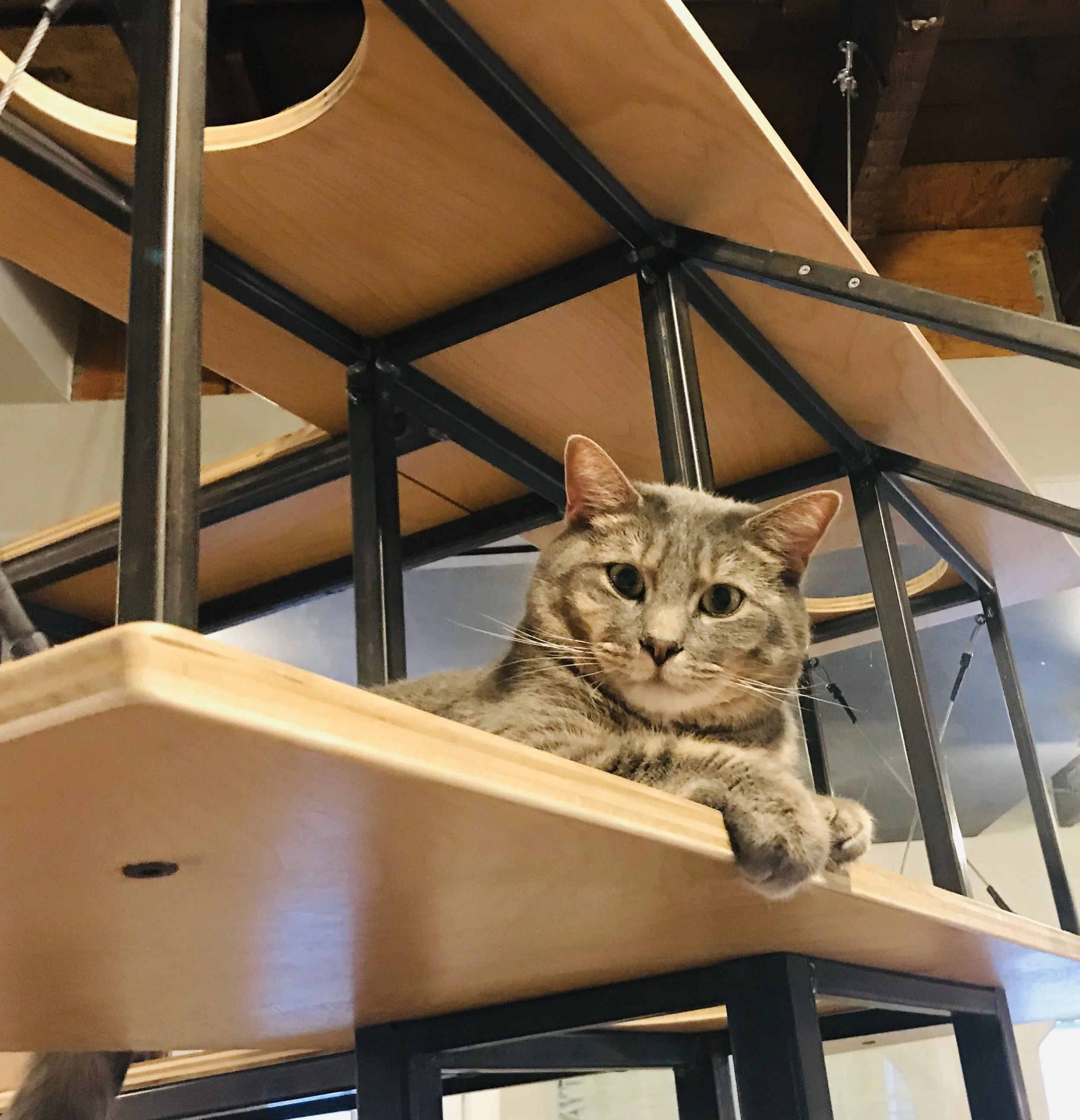 Gem City Catfe — The Neighbor's Cat